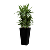Dracaena Janet Craig met pot - hydrocultuur