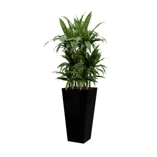 Dracaena Janet Craig met pot - hydrocultuur