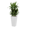 Dracaena Janet Craig met pot - hydrocultuur