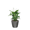 Spathiphyllum in watergevende pot Classico