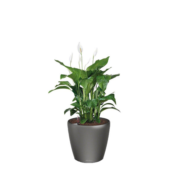 Lechuza Spathiphyllum in watergevende pot Classico