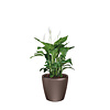 Spathiphyllum in watergevende pot Classico