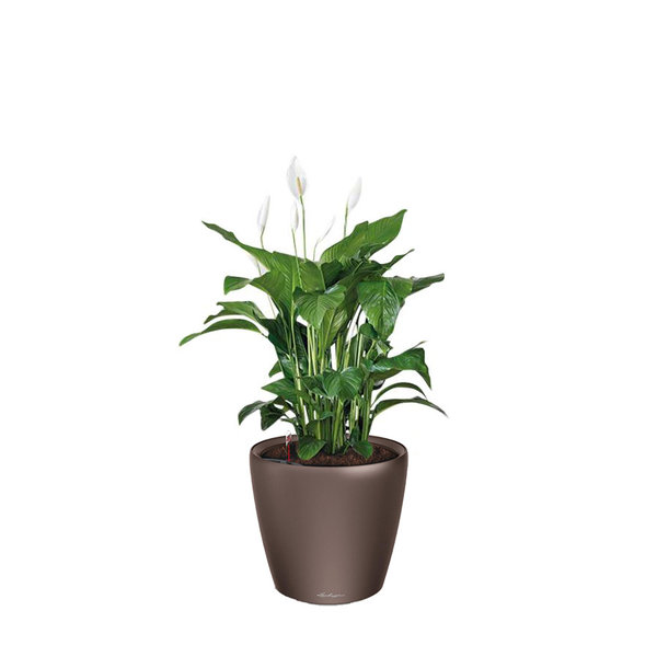 Lechuza Spathiphyllum in watergevende pot Classico