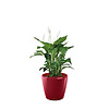 Spathiphyllum in watergevende pot Classico
