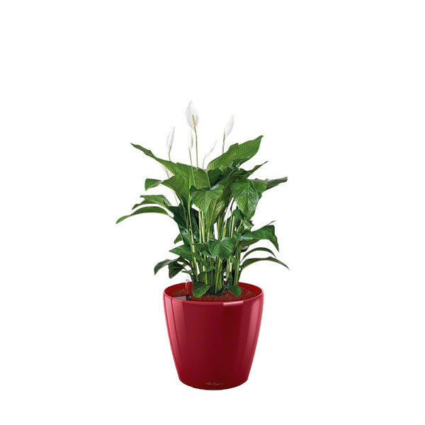 Lechuza Spathiphyllum in watergevende pot Classico