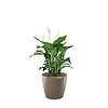 Spathiphyllum in watergevende pot Classico