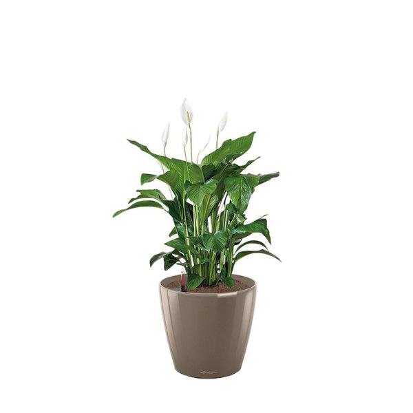 Lechuza Spathiphyllum in watergevende pot Classico