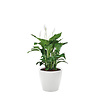 Spathiphyllum in watergevende pot Classico
