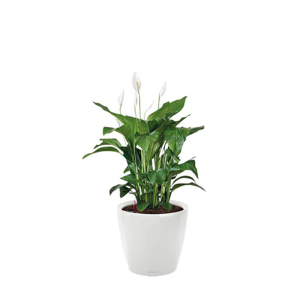 Lechuza Spathiphyllum in watergevende pot Classico