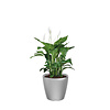 Spathiphyllum in watergevende pot Classico