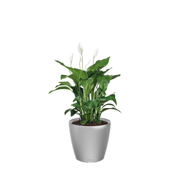 Lechuza Spathiphyllum in watergevende pot Classico