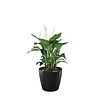Spathiphyllum in watergevende pot Classico