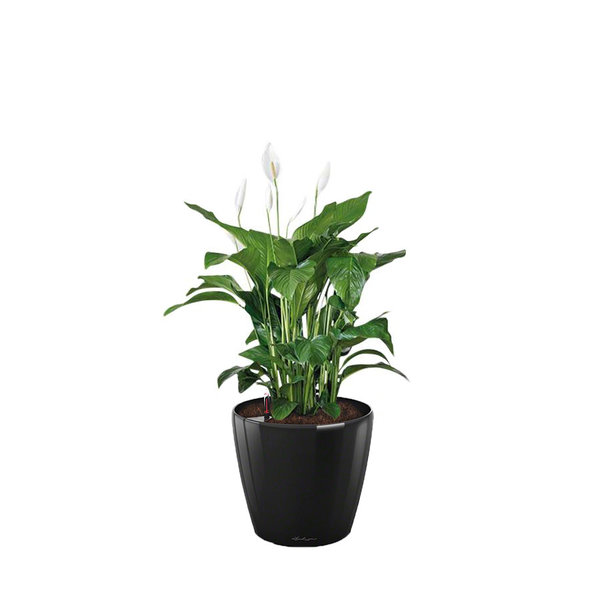 Lechuza Spathiphyllum in watergevende pot Classico