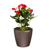 Anthurium Rood in watergevende pot Classico