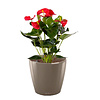 Anthurium Rood in watergevende pot Classico