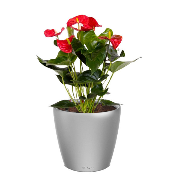 Lechuza Anthurium Rood in watergevende pot Classico