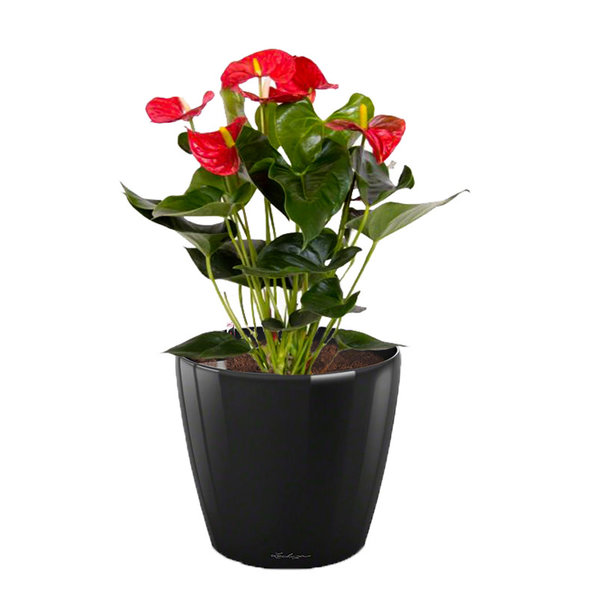 Lechuza Anthurium Rood in watergevende pot Classico