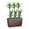 Dracaena in watergevende pot Cararo