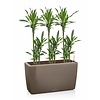 Dracaena in watergevende pot Cararo