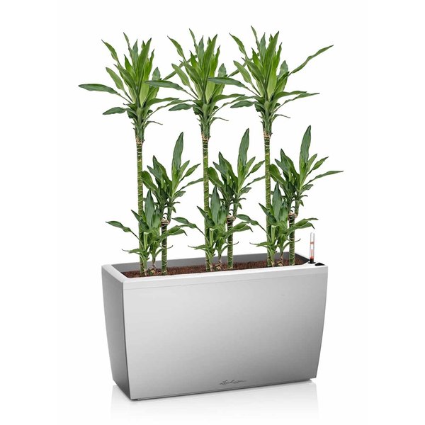 Lechuza Dracaena in watergevende pot Cararo
