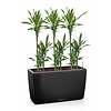 Dracaena in watergevende pot Cararo