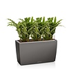 Calathea Blue Grass in watergevende pot Cararo