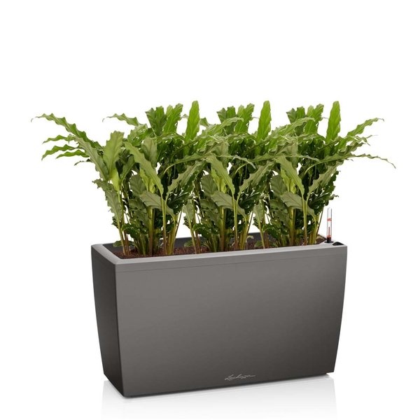 Lechuza Calathea Blue Grass in watergevende pot Cararo