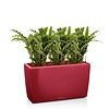 Calathea Blue Grass in watergevende pot Cararo