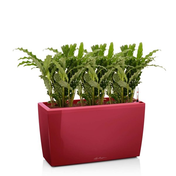 Lechuza Calathea Blue Grass in watergevende pot Cararo