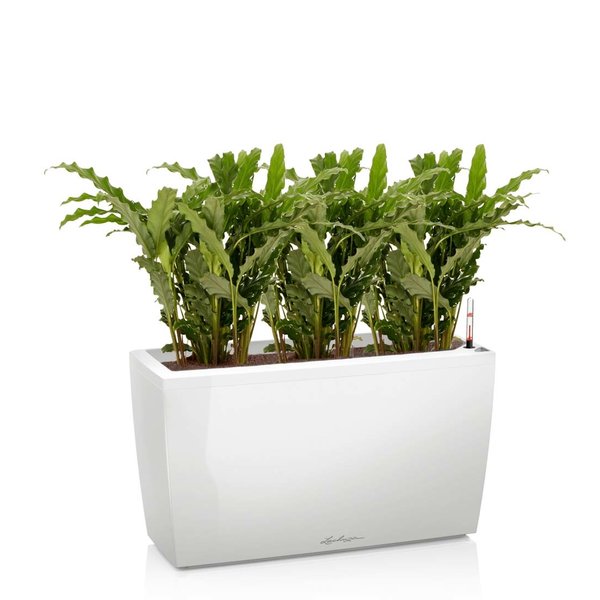 Lechuza Calathea Blue Grass in watergevende pot Cararo