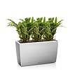 Calathea Blue Grass in watergevende pot Cararo