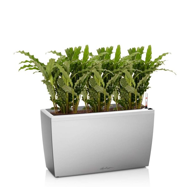 Lechuza Calathea Blue Grass in watergevende pot Cararo