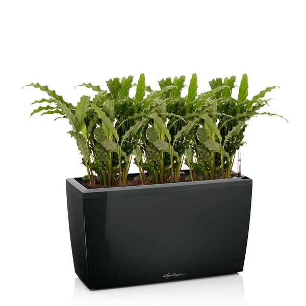Lechuza Calathea Blue Grass in watergevende pot Cararo