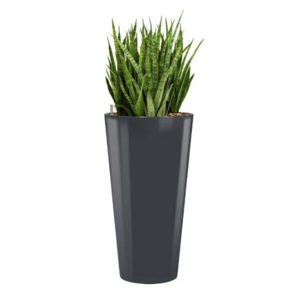 Sansevieria Kirkii met pot - hydrocultuur