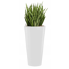 Sansevieria Kirkii met pot - hydrocultuur