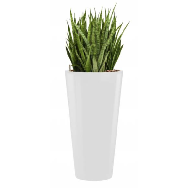 Sansevieria Kirkii met pot - hydrocultuur