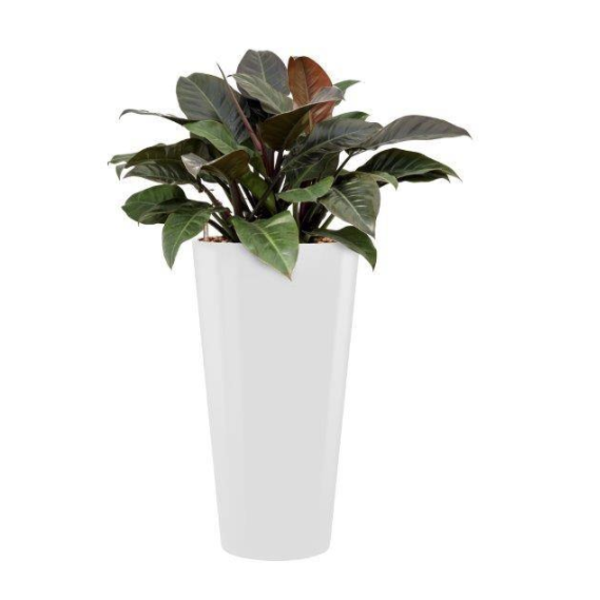  Philodendron Imperial Red met pot - hydrocultuur
