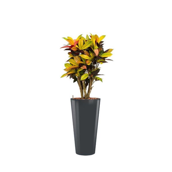 Croton (Codiaeum) Iceton met pot - hydrocultuur