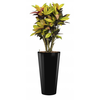 Croton (Codiaeum) Iceton met pot - hydrocultuur