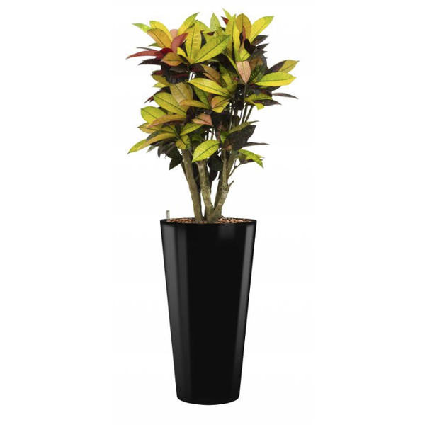 Croton (Codiaeum) Iceton met pot - hydrocultuur