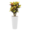 Croton (Codiaeum) Iceton met pot - hydrocultuur