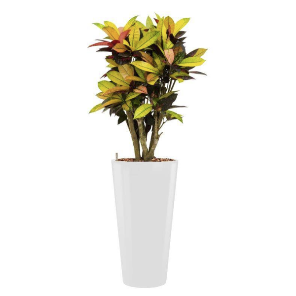 Croton (Codiaeum) Iceton met pot - hydrocultuur