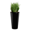 Sansevieria Kirkii met pot - hydrocultuur