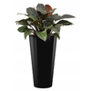 Philodendron Imperial Red met pot - hydrocultuur