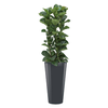 Ficus Lyrata Bambino met pot - hydrocultuur