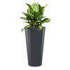 Aglaonema Silver Bay met pot - hydrocultuur