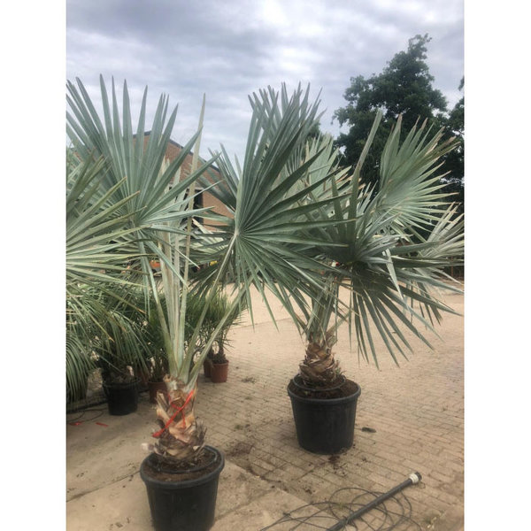Bismarckia Nobilis - Bismarck Palm
