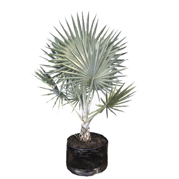 Bismarckia Nobilis - Bismarck Palm