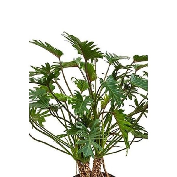  Philodendron Xanadu op stammen XXL
