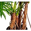 Philodendron Xantal Roots